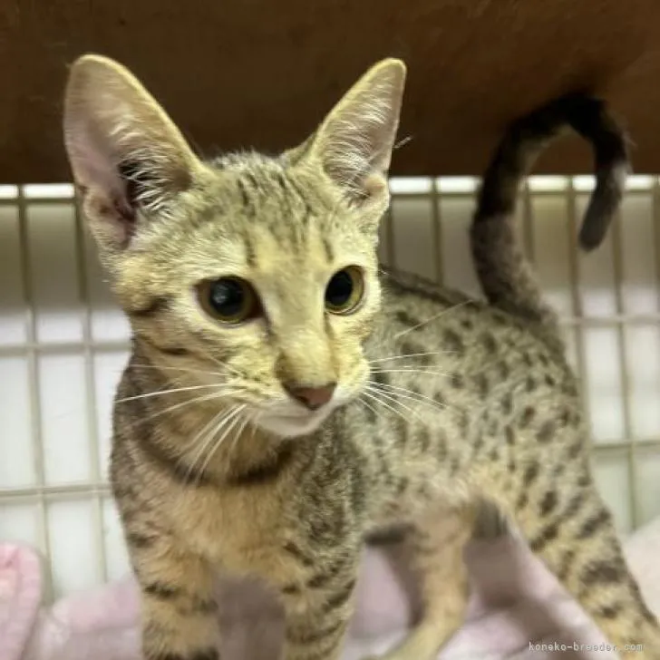 ID:2207-01928の子猫