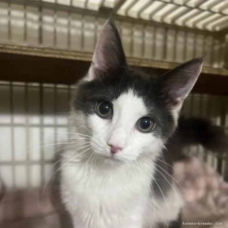 ID:2203-02080の子猫