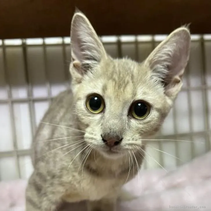 ID:2207-01929の子猫