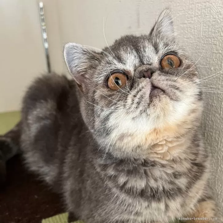 ID:2406-02697の子猫
