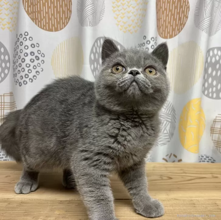 ID:2403-00729の子猫