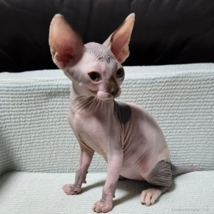 ID:2307-02448の子猫