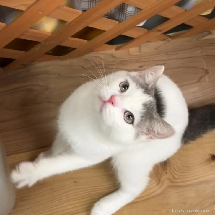 ID:2303-02630の子猫