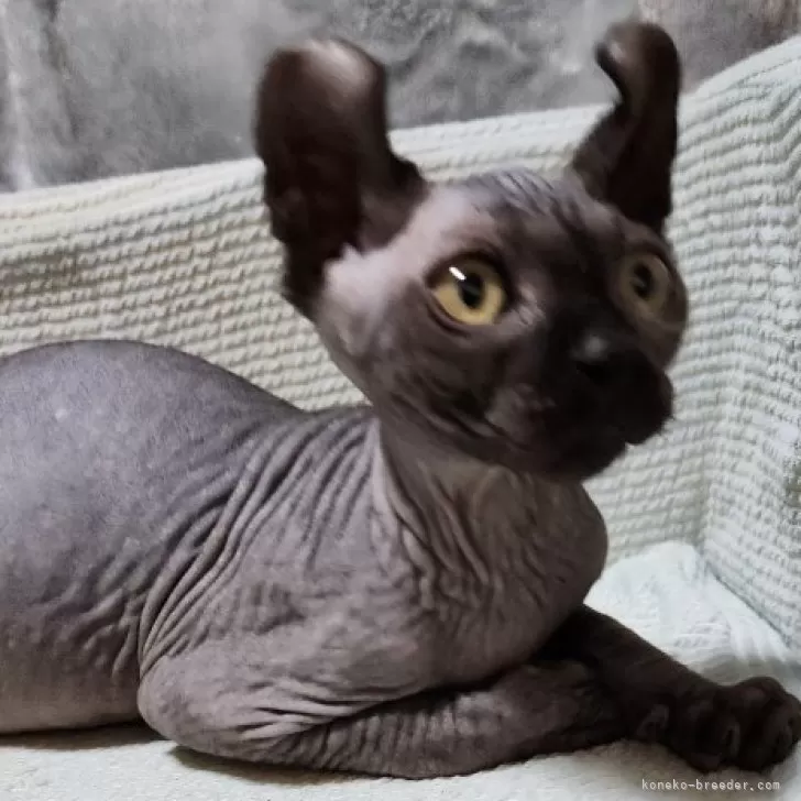 ID:2310-02157の子猫