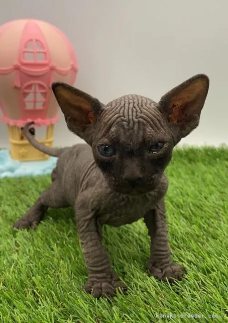 ID:2110-01654の子猫