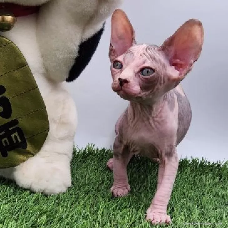 ID:2404-03128の子猫