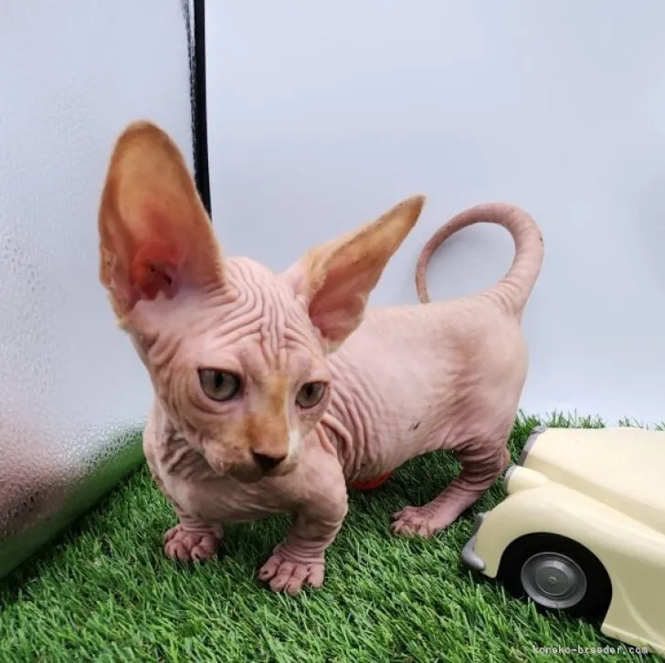 ID:2302-00575の子猫