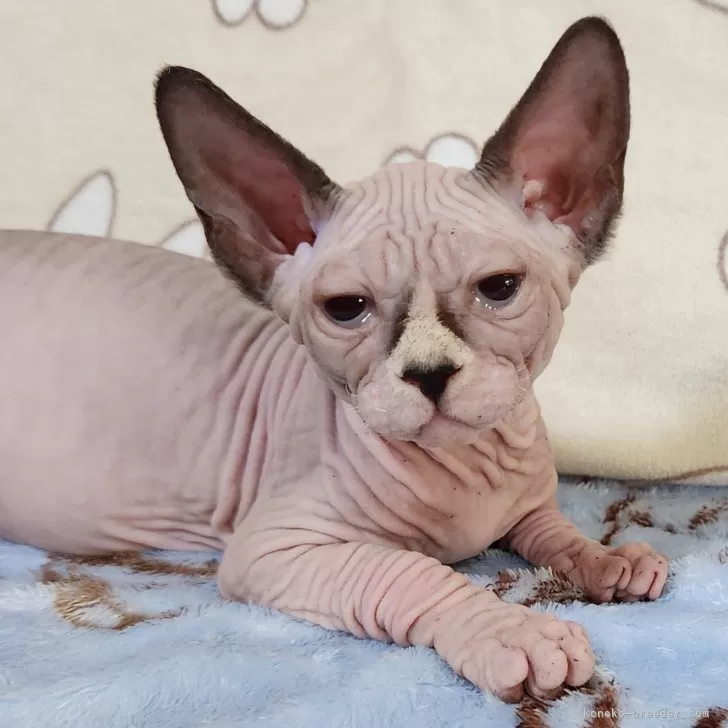 ID:2503-01265の子猫