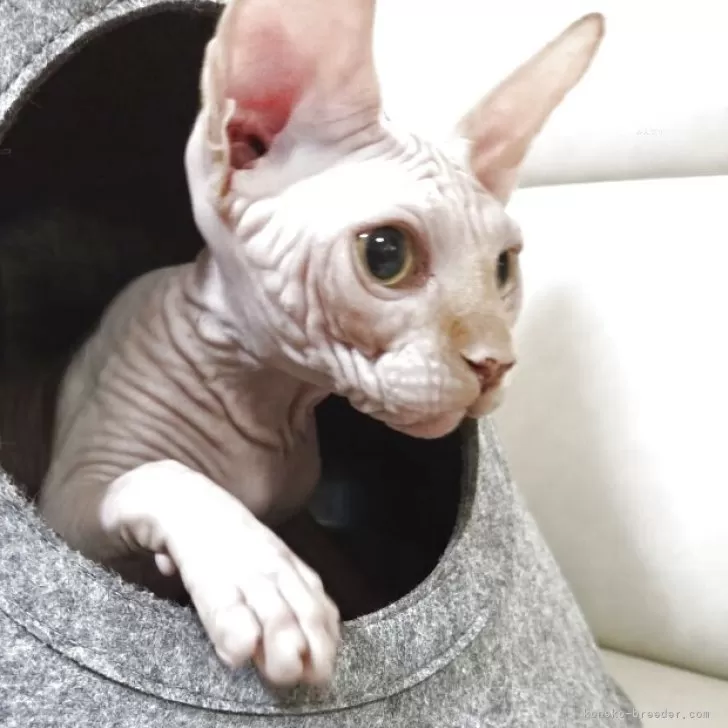 ID:2504-01845の子猫