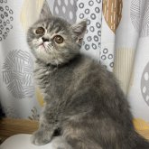 エキゾチックショートヘア