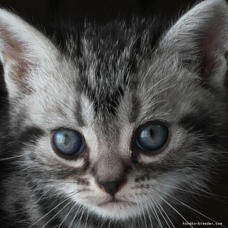 S.O 様のお迎えした子猫