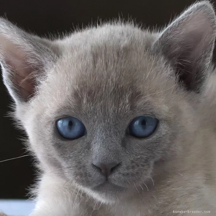 ID:2404-00947の子猫
