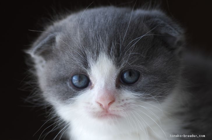 ひろじい 様のお迎えした子猫