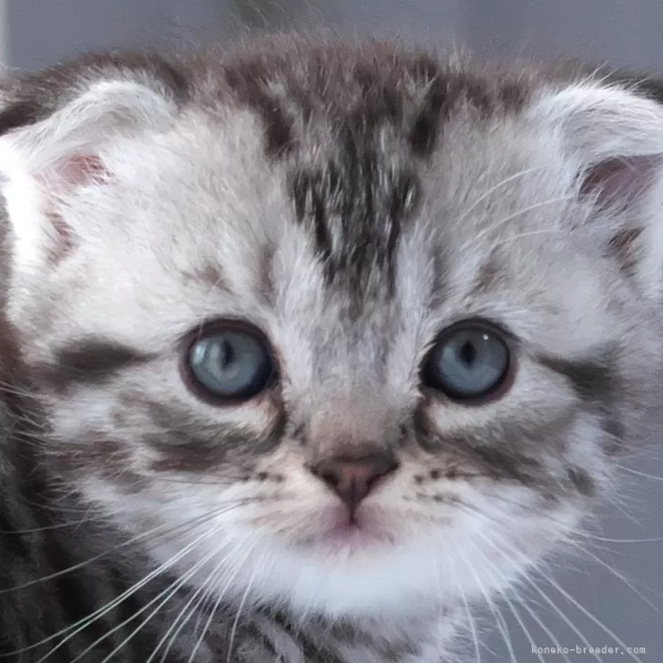 ID:2406-02146の子猫