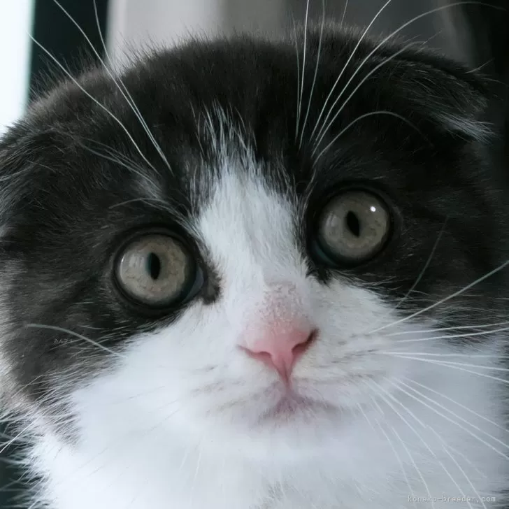 ID:2504-01205の子猫