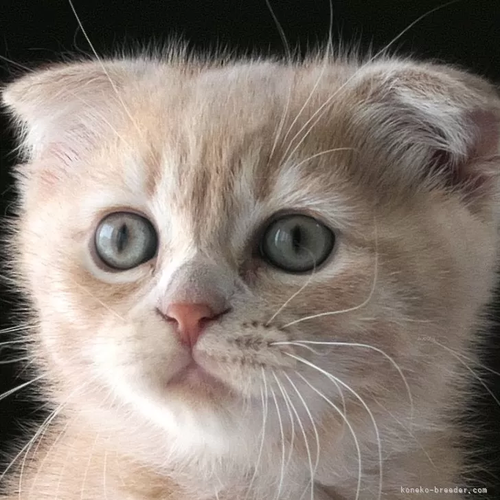 H.Y 様のお迎えした子猫