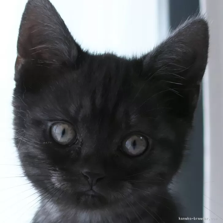 ID:2502-01055の子猫