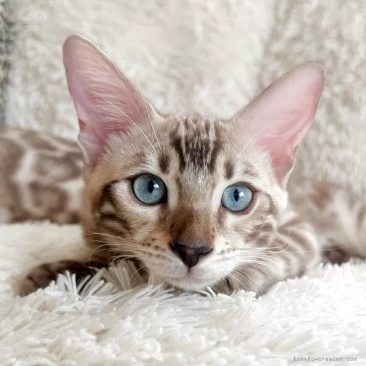 ID:2503-01193の子猫