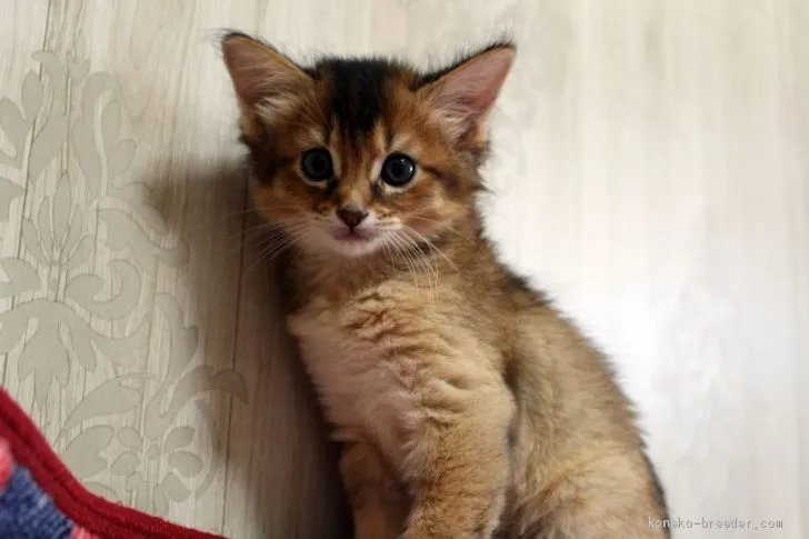 錦帯橋 様のお迎えした子猫