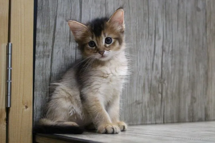 サユ 様のお迎えした子猫