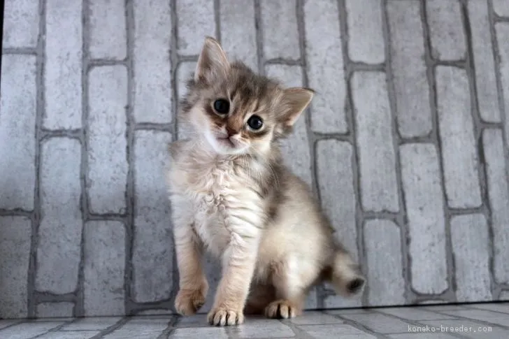 ID:2003-01469の子猫