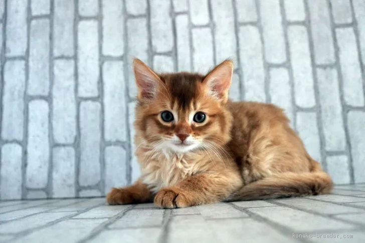 ID:2002-01292の子猫