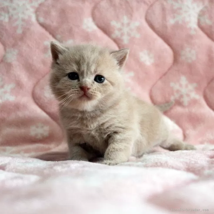 ID:2405-01939の子猫