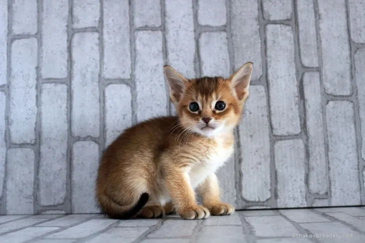 ID:2003-01475の子猫
