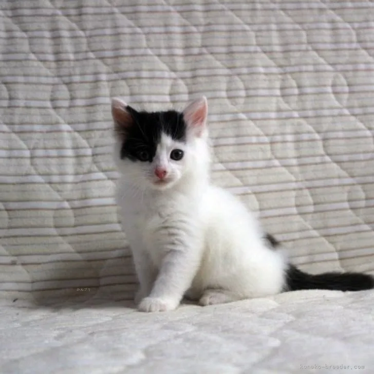 ID:2306-02835の子猫