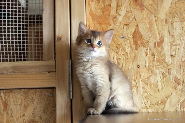 茶々丸 様のお迎えした子猫