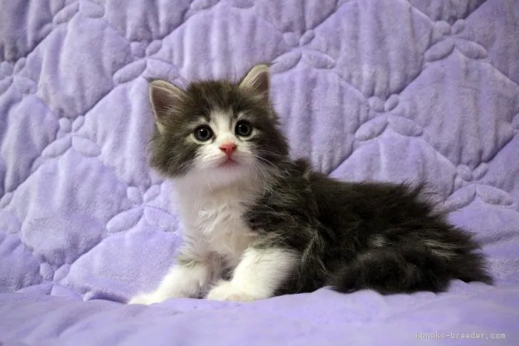 ID:2108-00357の子猫