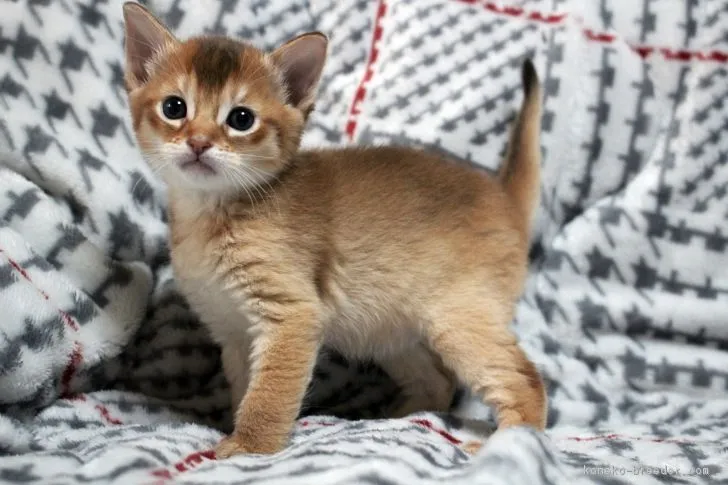 Fiola 様のお迎えした子猫