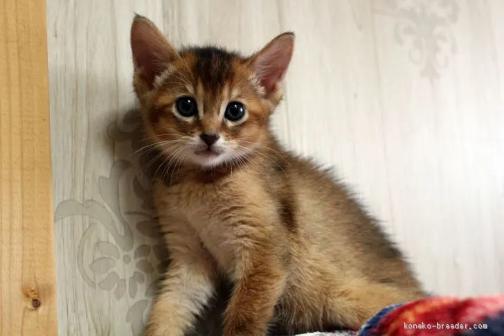 ももちゃんママ 様のお迎えした子猫