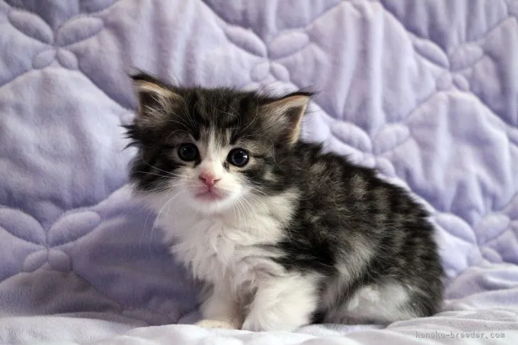 ID:2204-02933の子猫