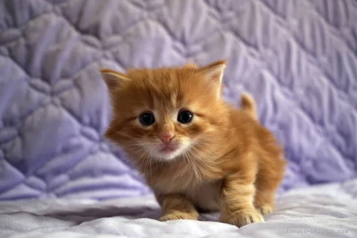 ID:2203-02230の子猫