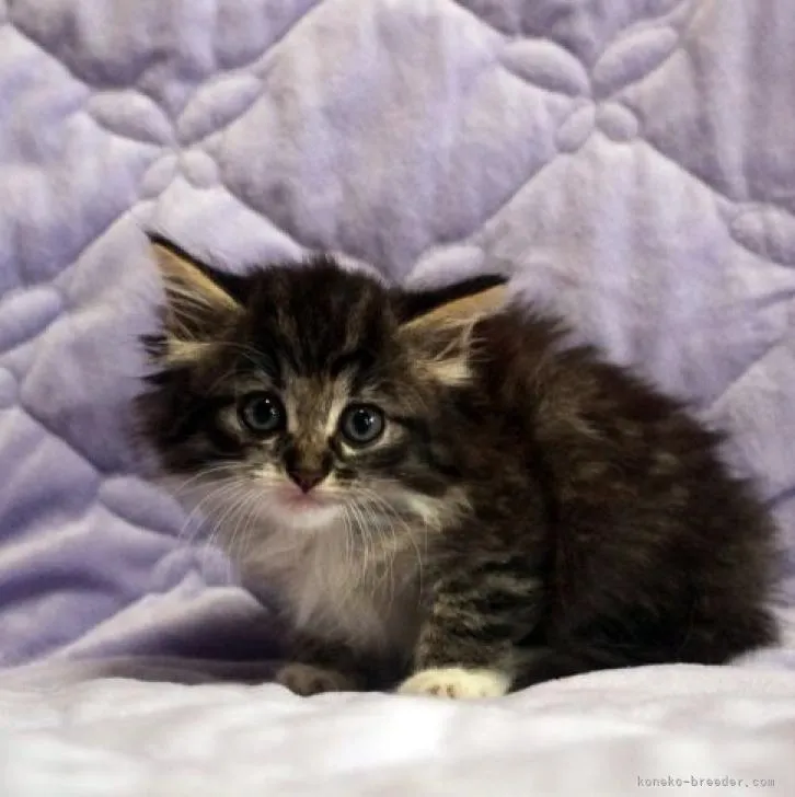 ID:2208-02444の子猫