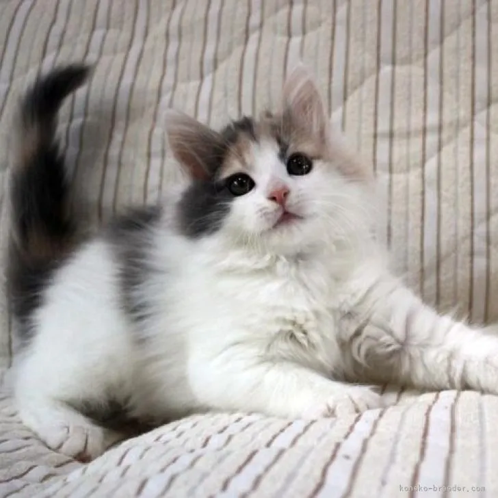 ID:2204-01805の子猫