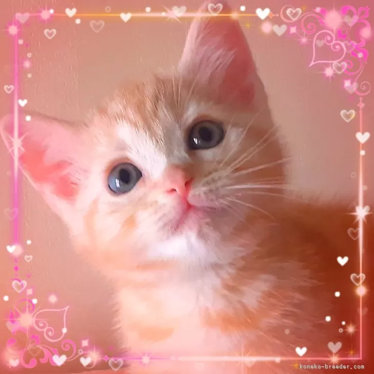 ID:2504-01208の子猫