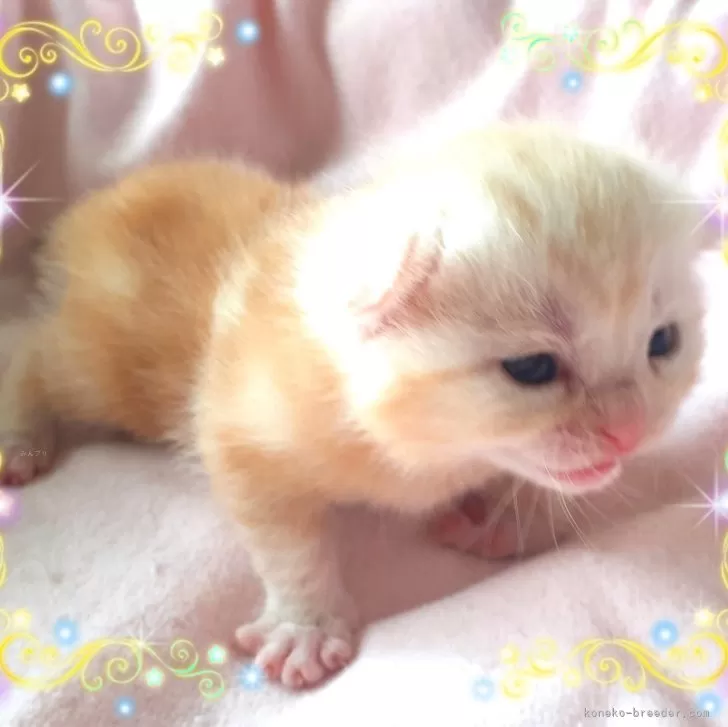 ID:2504-00937の子猫