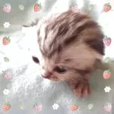 アメリカンショートヘア