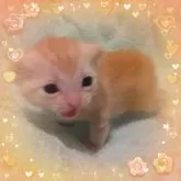 アメリカンショートヘア