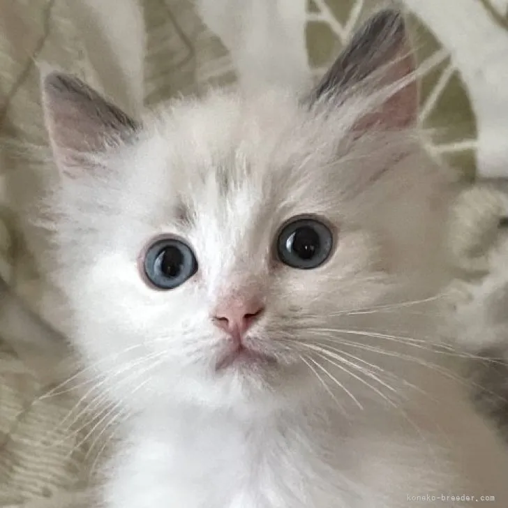 ID:2305-01229の子猫