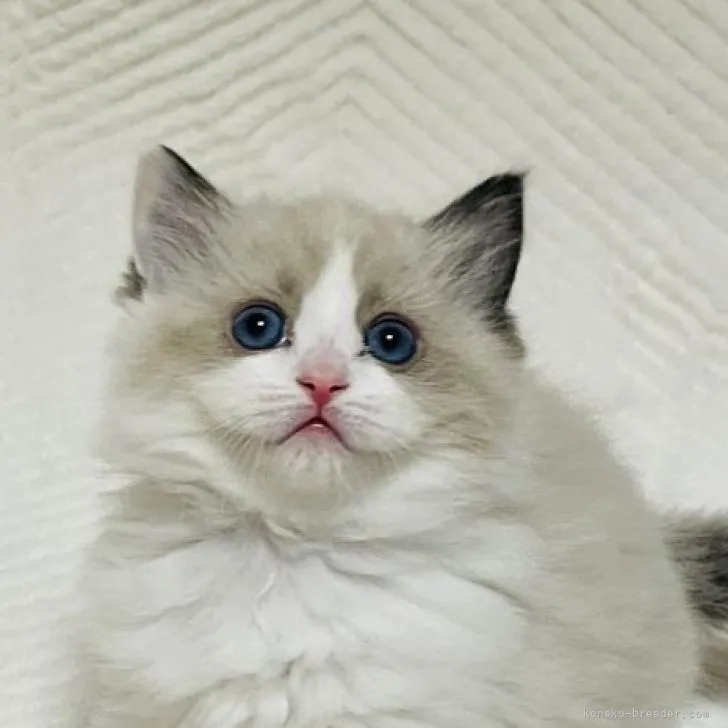 ID:2301-01877の子猫