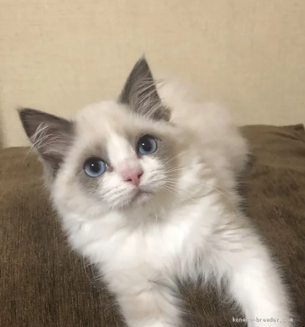 ID:2002-01102の子猫