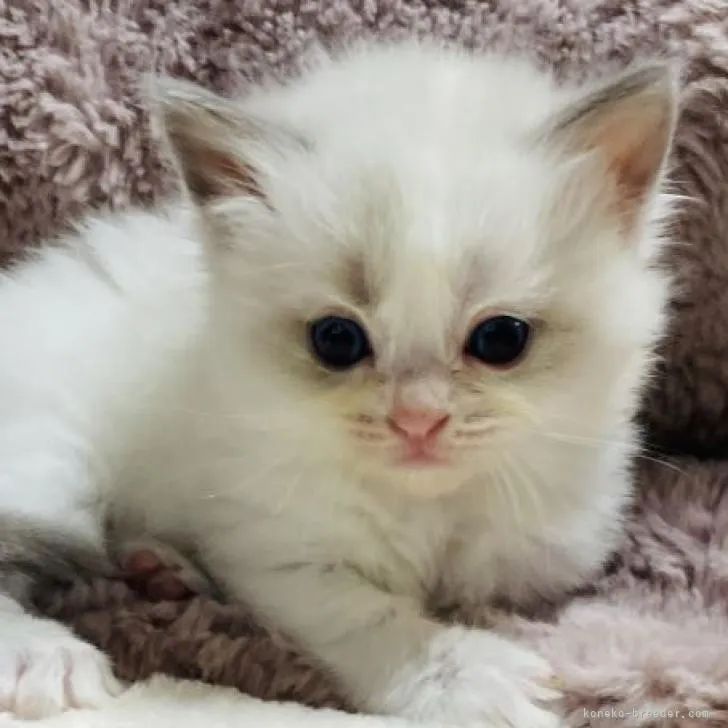 ID:2210-03087の子猫