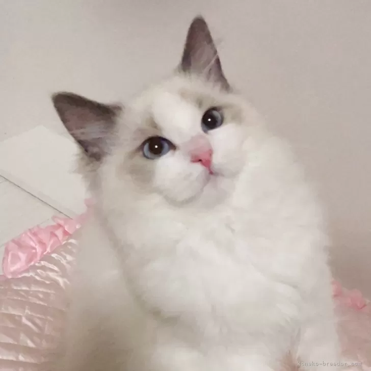 ID:2503-00631の子猫