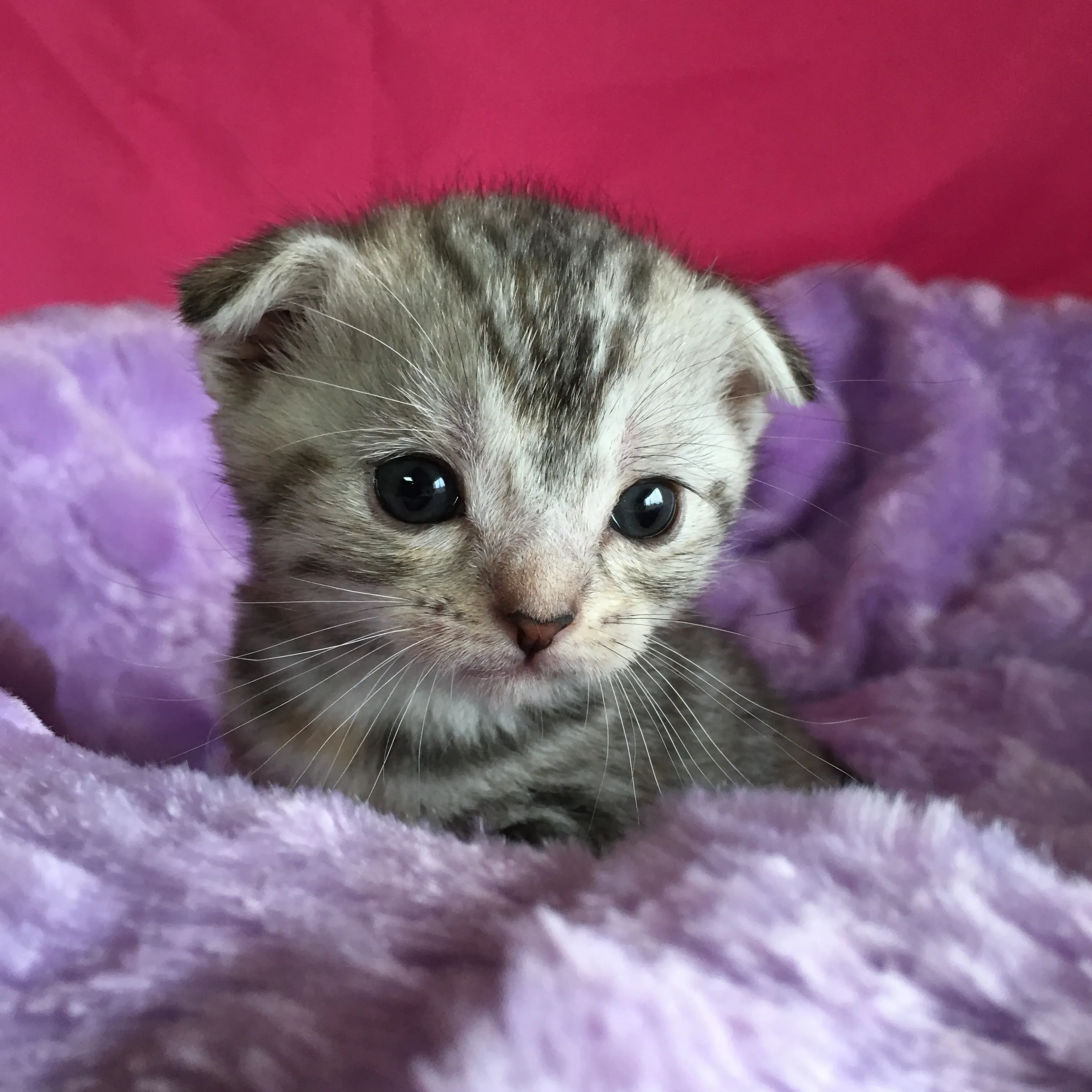 紺野　由美 様のお迎えした子猫