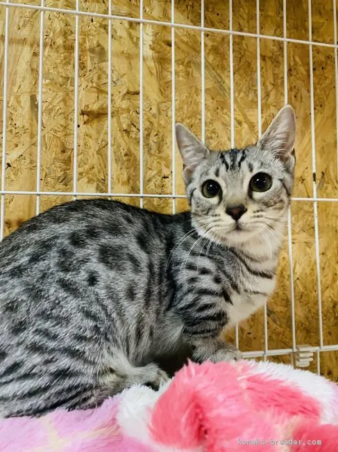 ID:2007-01898の子猫