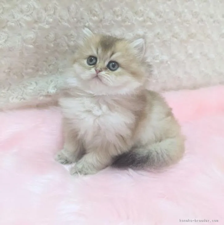 ID:2210-00402の子猫