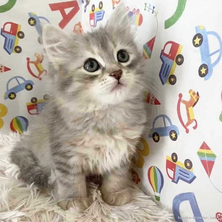 ID:2408-03085の子猫